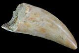 Serrated, Carcharodontosaurus Tooth - Huge Theropod #93107-1